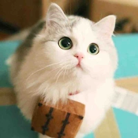 Mèo