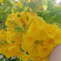 cả lớp