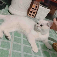 Tác giả cư tê:)