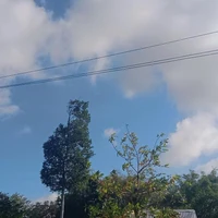 tác giả