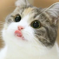 con tác giả cute hạt me