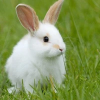 Trợ lý con tác giả