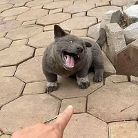 gâu gâu