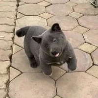 bé chó xên đẹp :))