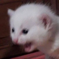 T/g thích drop