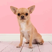 Dog( nữ 9)