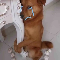 Chó