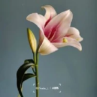 hệ thống XK