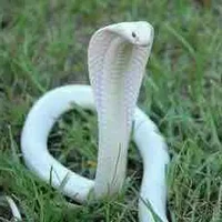 shenbi