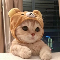 thỏ béoo