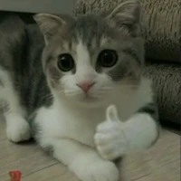 con tác giả nguk ngốck