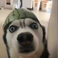 Ca ca / trùng F.A