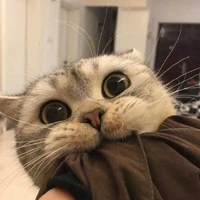 Y/n L