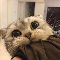 Y/n L