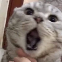 Cả đám