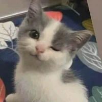 Tác giả bị đin<3