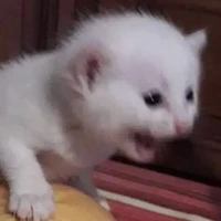 auuuuuuu