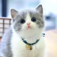 Bé Neko-chan