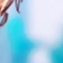 thỏ(tg)