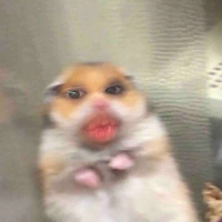 Tác giả ngu Toán