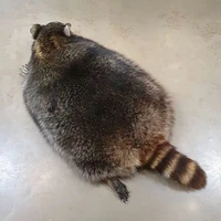 Tui_t/g_Gấu mèo_FBI