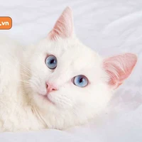 Đũy mèo đáng đồng tiền bát gạo