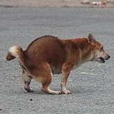 chó