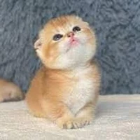 Cân tất cả nhân vật :)))