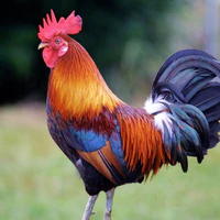 con gà 🐔