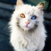 Shiro