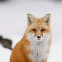 Sune