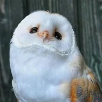 Owly