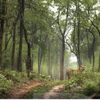 người cây