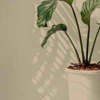 Zri Smile ( Tác Giả )