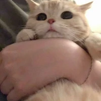 Tác Giả Cute