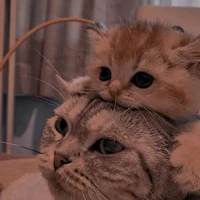 Tất cả(-ko có ở đó)