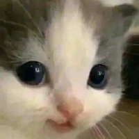 tác giả cute girl 😏
