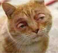 Con tác giả xàm loz