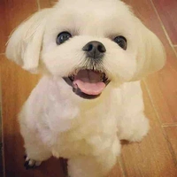 Dalgom