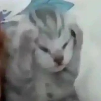 t/g
