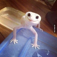 bé sinh vật kì lạ kư tề:)