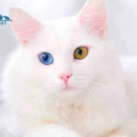 Pet cưng của rimuru momori