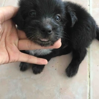 Người dưng, nước lã