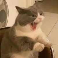 cô , thầy giáo,...