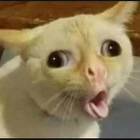 Tác giả đang chơi đồ