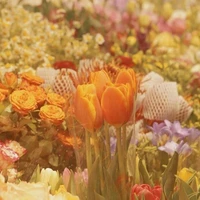Cậu - My flowers