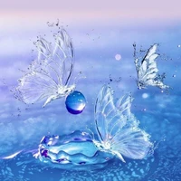 水蝶々-Mizuchocho- Bướm nước