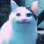 cả đám
