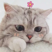 Tác giả