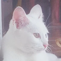 Kon Cat Ắc Quỷ Chính Hiệu _Con Thông Báo